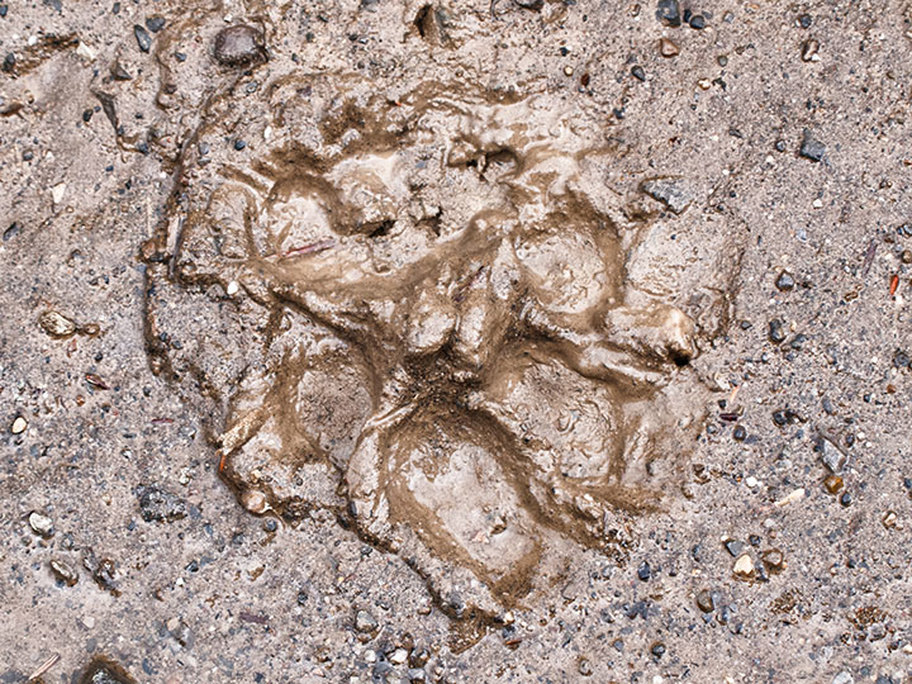 cougar tracks in mud