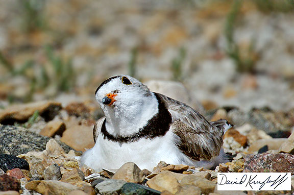 male piping plover keeping eggs warm