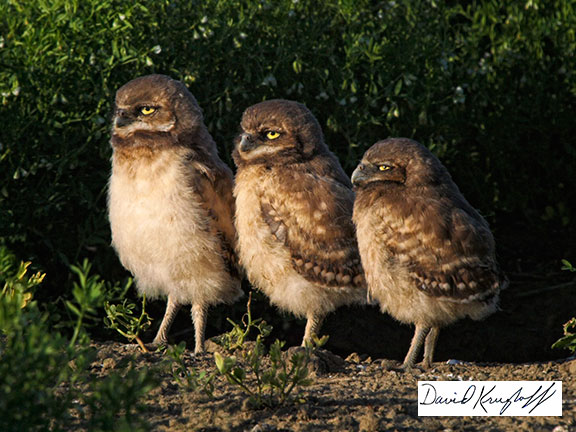 burrowing owl chicks wating for food