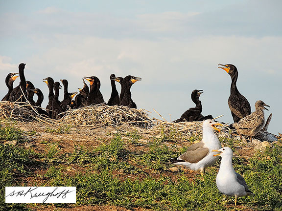 nesting herring gulls and cormorants share island
