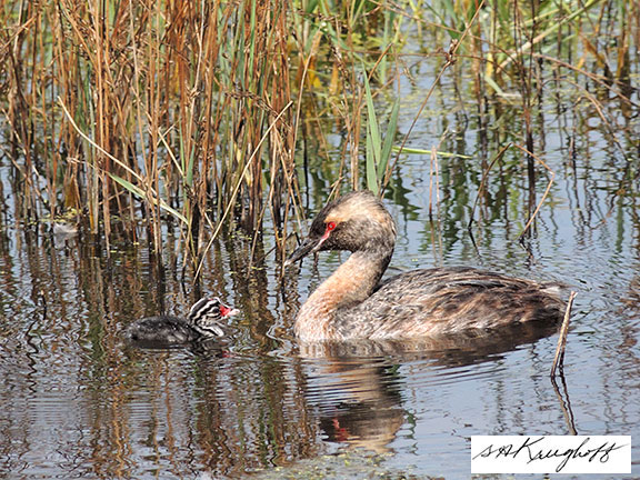 horned grebe with chick