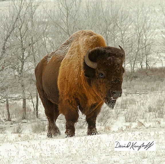 plains bison Alberta Canada