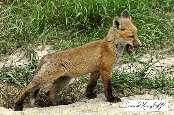 red fox pup at den