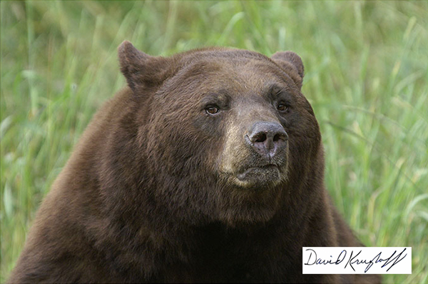 male black bear sitting for his portrait