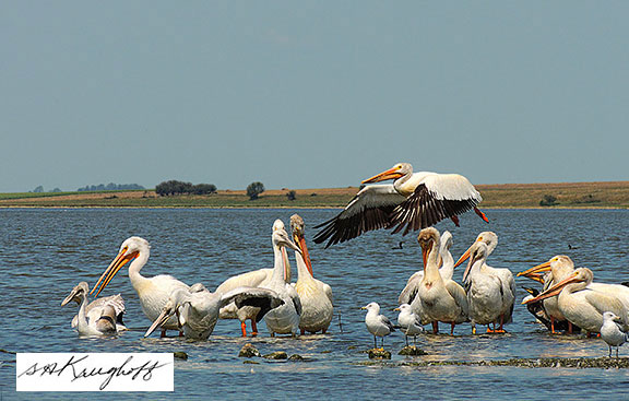 pelicans learning to fly