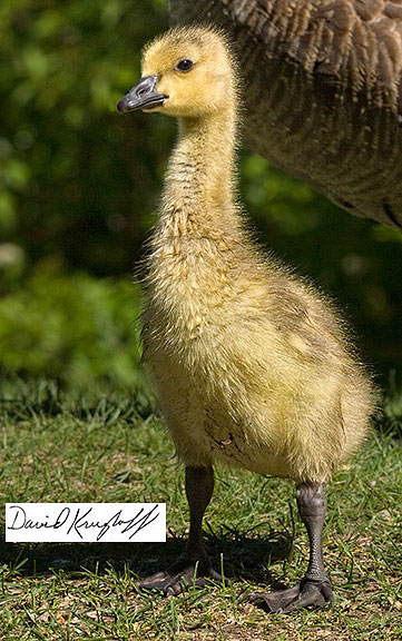 Canada geese gosling