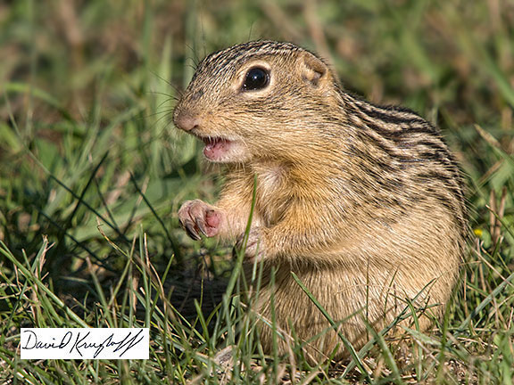 thirteen lined ground squirrel