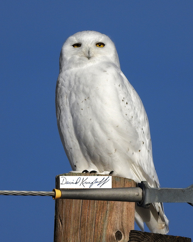 snowy owl