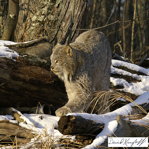 Canadian lynx