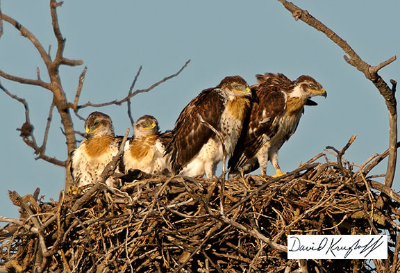 ferruginous hawk fledglings