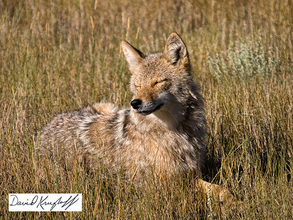 friendly coyote