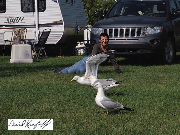 California gulls landing
