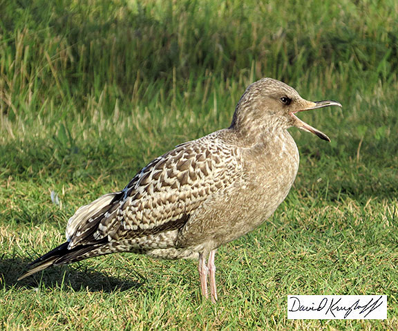 juvenile California gull