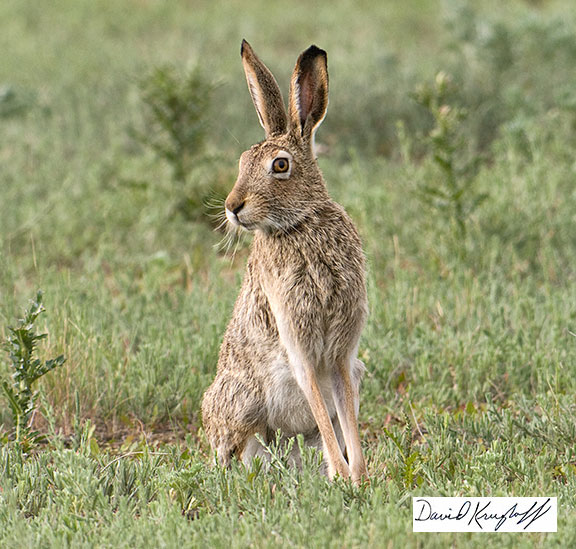 female jackrabbit posing for portrait